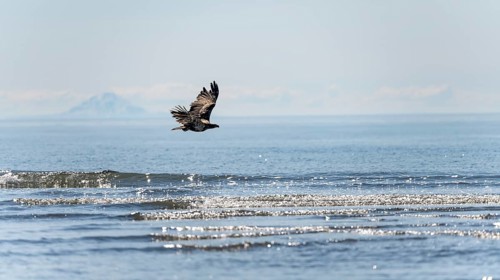 Bald eagle (Haliaeetus leucocephalus) in flight over the sea, Anchor Point at Cook Inlet, Anchor