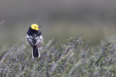 Citrine Wagtail - Zitronenstelze - Motacilla citreola ssp. calcarata, Kyrgyzstan, adult male