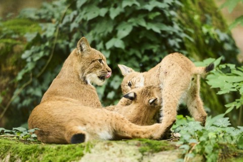 Eurasian lynx (Lynx lynx) mother with her youngsters in a forest, Bavaria, Germany