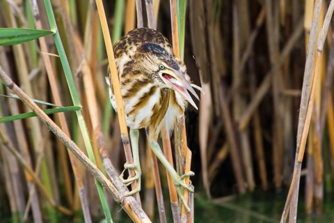 Little Bittern (Ixobrychus minutus) juvenile, carrying fish in bill, Thuringia, Germany
