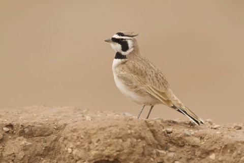 Temminck's Lark (Eremophila bilopha), Morocco