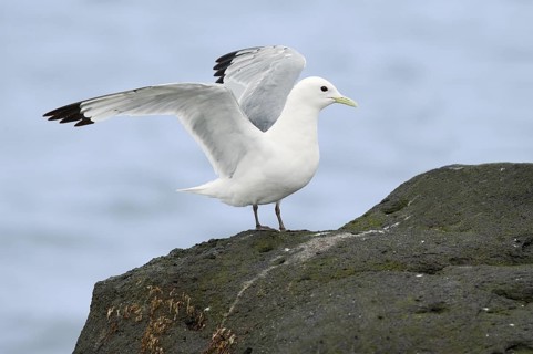 Black-legged Kittiwake (Rissa tridactyla), Alaska, USA