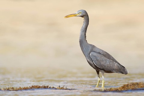 Pacific Reef Heron (Egretta sacra), Queensland, Australia