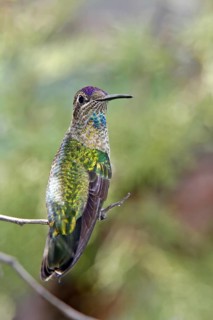 Rivoli's Hummingbird Eugenes fulgens Huachuca Mountains, Cochise County, ARIZONA, United States 23