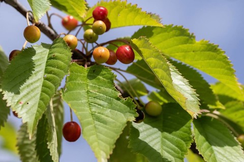Cherry tree with cherries (Prunus avium), Schleswig-Holstein, Germany