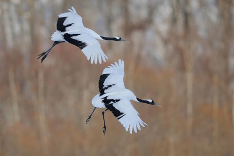 Red-crowned Crane (Grus japonensis) flying, Hokkaido, Japan