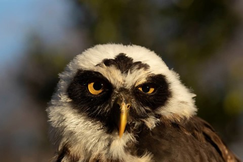 Spectacled Owl (Pulsatrix perspicillata) captive, juvenile, Germany