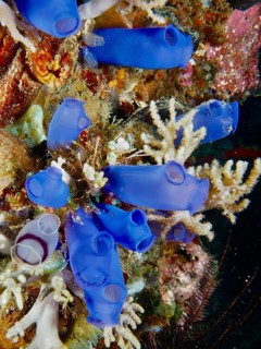 Living Blue Sea Squirts (Clavelina coerulea) in the reef, surrounded by a diverse marine world,