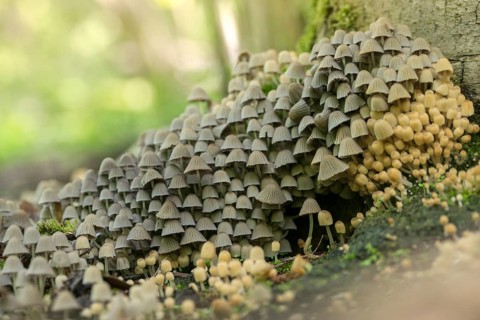 Coprinellus disseminatus, Coprinus disseminatus, sown tintling, fairy inkcap, fungi, mushrooms,