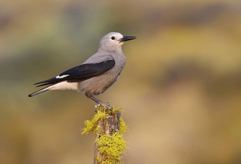 Clark's Nutcracker (Nucifraga columbiana), Oregon, USA