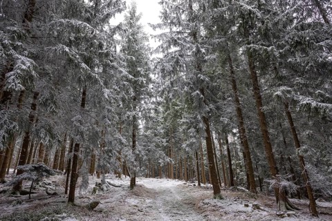 Winter landscape, forest covered with hoarfrost, Mondseeland, Salzkammergut, Upper Austria, Austria