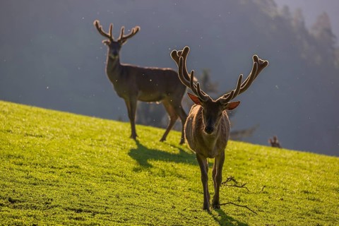 Two Red Deer stags (Cervus elaphus) stand on a meadow in backlit condition. A forest in the distant