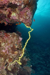 Wire Coral (Cirrhipathes spiralis)