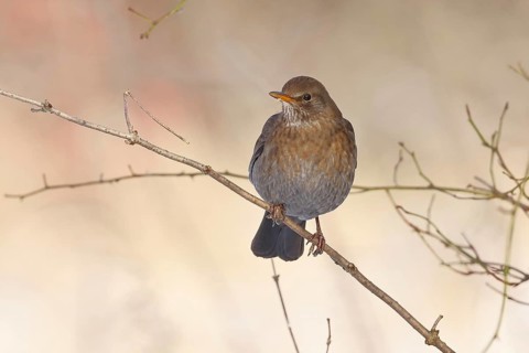 Blackbird (Turdus merula), female, perched on a twig in a bush, Wilnsdorf, North Rhine-Westphalia,