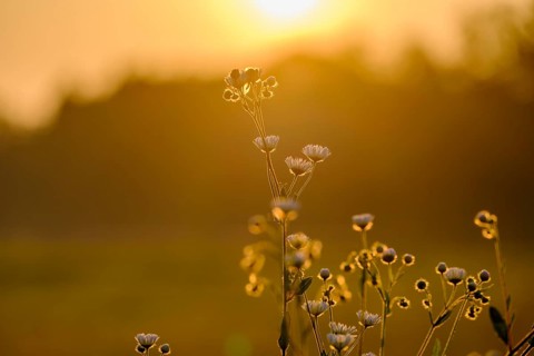Fine weed, annual ragweed, (Erigeron annuus), sunrise, Upper Bavaria, Bavaria, Germany