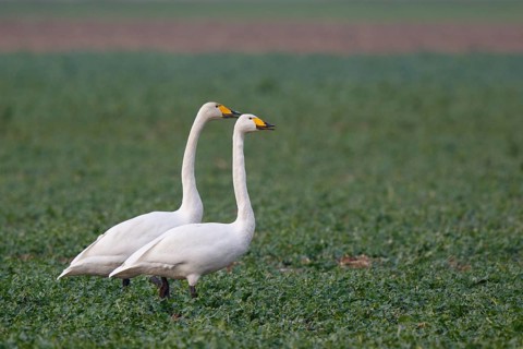 Whooper Swan (Cygnus cygnus), North Rhine-Westphalia, Germany