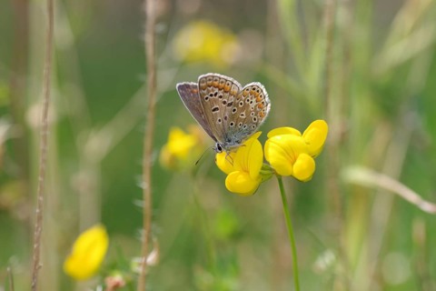 Common blue butterfly (Polyommatus icarus), female, butterfly, blue, flower, garden, macro,