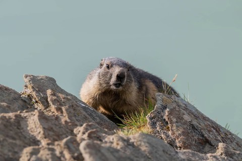 Alpine marmot (Marmota marmota) in autumn, Grossglockner, High Tauern National Park, Austria