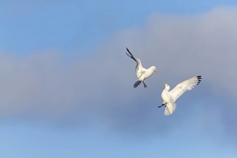 Kittiwake, (Rissa tridactyla), animals, birds, family of gulls, dispute between two gulls,