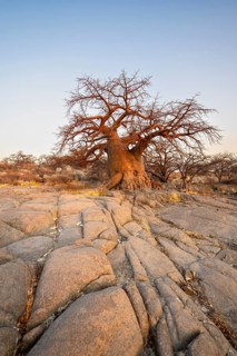 African baobab or baobab tree (Adansonia digitata), between stones, at sunrise, Kubu Island
