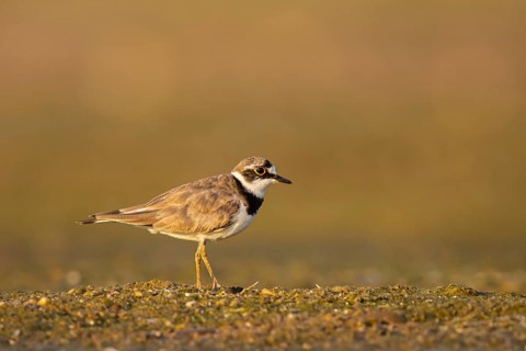 Little Ringed Plover (Charadrius dubius), North Rhine-Westphalia, Germany