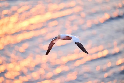 Northern gannet (Morus bassanus) flying over the sea at sunset, wildlife, Helgoland, Germany