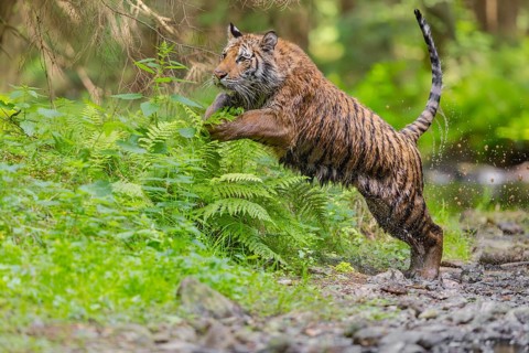 One young female Siberian Tiger, Panthera tigris altaica, running thru a forest jumping over green