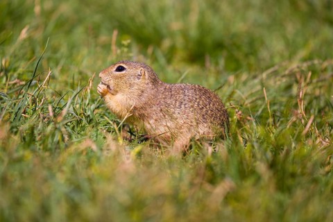 A European ground squirrel (Spermophilus citellus) or European souslik sits in green gras, looking