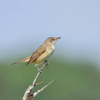 Great Reed Warbler (Acrocephalus arundinaceus), sitting on a twig, singing station, natural