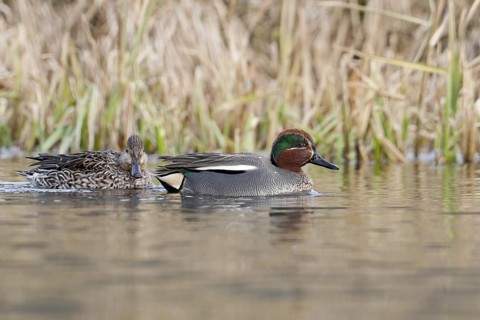Eurasian Teal (Anas crecca), Bavaria, Germany