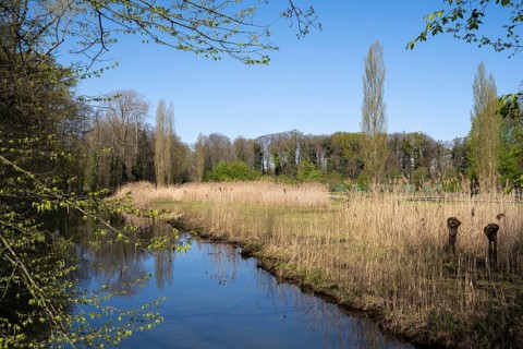 Landscape at the river Dalke, meadow with reeds, municipal park, Gütersloh, Westphalia, North
