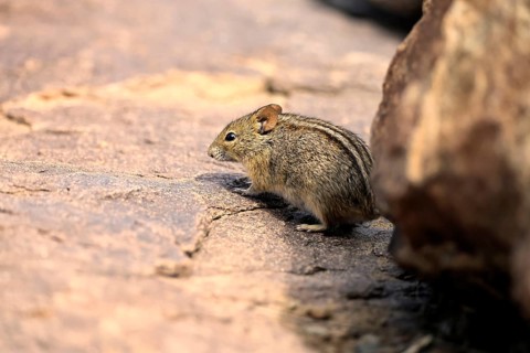 Typical striped grass mouse (Lemniscomys striatus), adult, alert, foraging, Mountain Zebra NP,