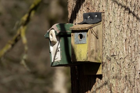 Two bird nestboxes together on a tree trunk in a woodland, RSPB Nagshead nature reserve,