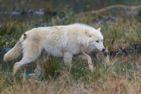 A white wolf roams through the tall grasses of the wilderness, Arctic wolf (Canis lupus arctos),