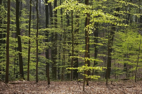 Beech trees (Fagus sylvatica) in broadleaved forest in spring