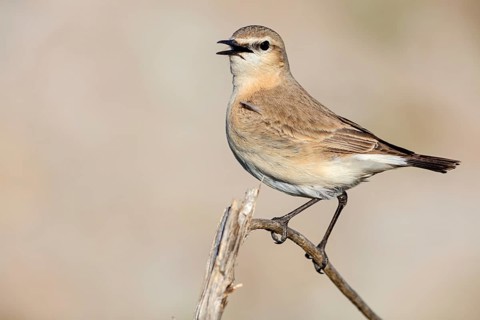 Isabelline Wheatear, (Oenanthe isabellina), biotope, habitat, foraging, animals, birds, songbird,