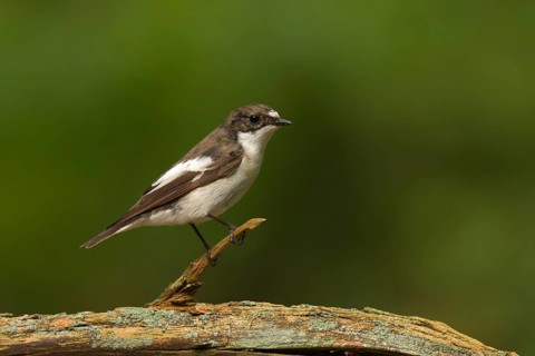 European Pied Flycatcher (Ficedula hypoleuca) male, Utrecht, Netherlands