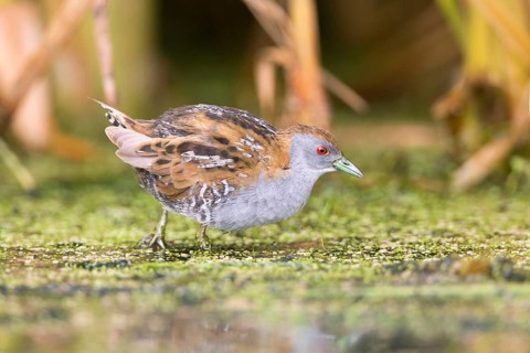 Baillon's Crake (Porzana pusilla palustris) foraging, Victoria, Australia