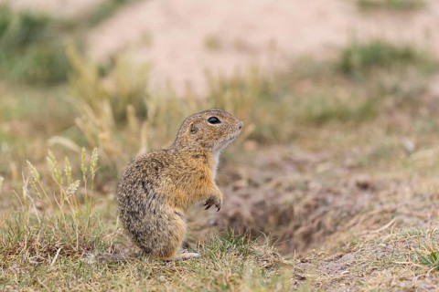 One European ground squirrel (Spermophilus citellus) or European souslik sitting in grass and
