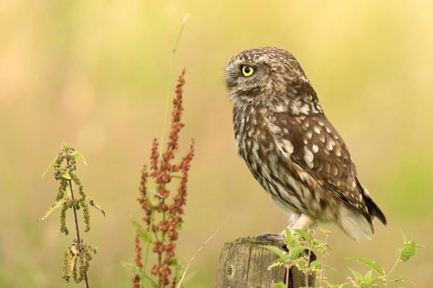 Steenuil zittend in een paal, Little Owl sitting on a pole