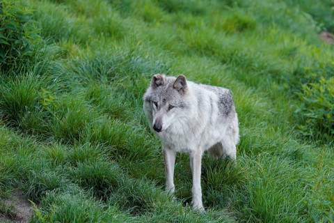 A Eurasian gray wolf (Canis lupus lupus) runs across a green meadow at the edge of the forest on a