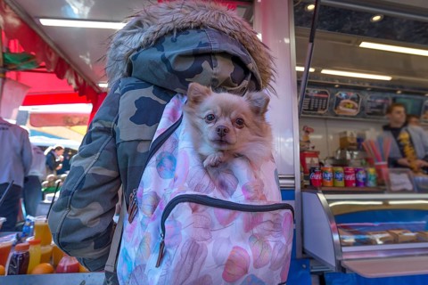 Small dog in a backpack on a woman's back, Netherlands