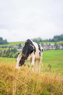 Cow eating grass in a meadow, in the background a village on hills in cloudy weather, Reutte im
