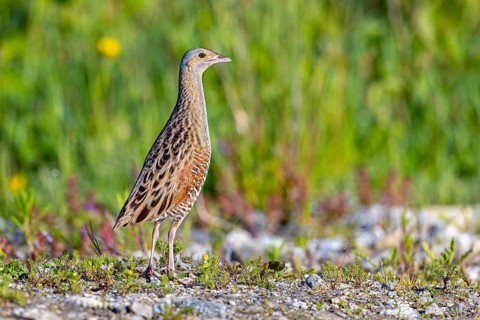 Corn crake, corncrake, landrail (Crex crex, Rallus crex) adult male foraging in field, meadow in