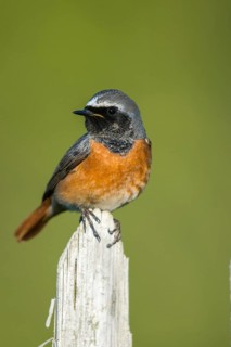 Garden redtail, Phoenicurus phoenicurus, redstart, birds, garden fence, garden birds, garden fence,
