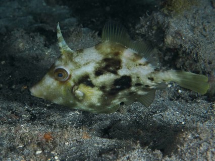 A brown filefish (Stephanolepis hispidus) with a camouflage pattern swims just above the sand at