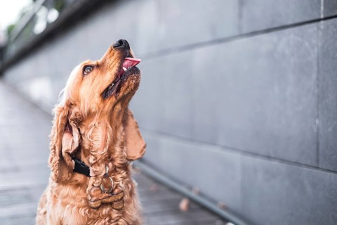 Dog on a sidewalk looking upwards in an urban setting with neutral tones