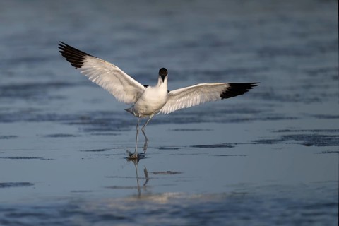 Avocet (Recurvirostra avosetta), Texel, Netherlands