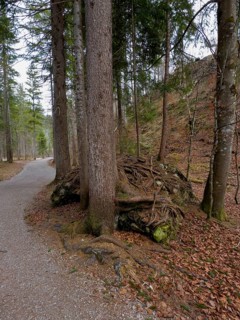 Branched aboveground roots of a conifer