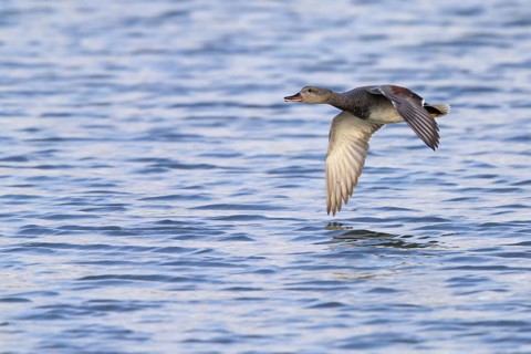 Gadwall, animals, birds, duck, (Anas strepera), Mareca strepera, flight photo, Wagbachniederung,